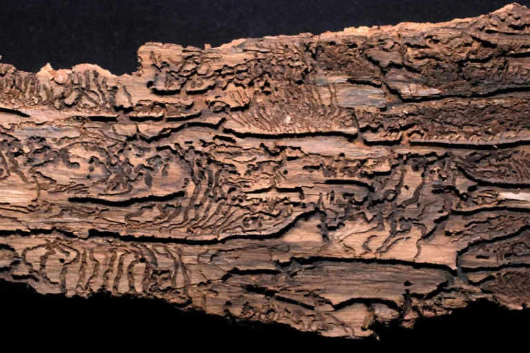 Termite Damage? A Proven Guide to Selling Your Bay Area Home As-Is